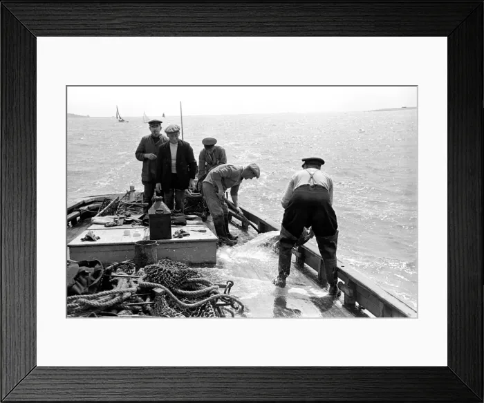 Framed Print : Oyster fishermen of Colchester at work in the River Blackwater and in the North Sea Framed Print : Oyster fishermen of Colchester at work in the River Blackwater and in the North Sea