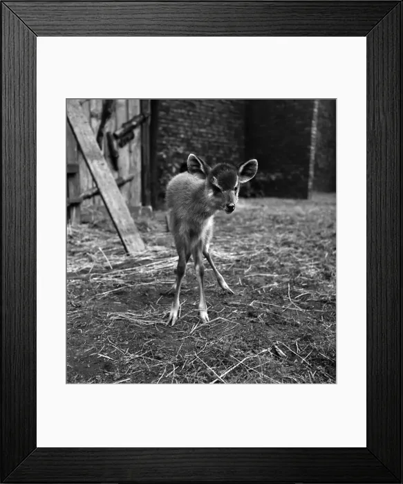 Framed Print : Unsteady on his pins this Watussi cattle calf, called Sitatunga born at Belle Vue Framed Print : Unsteady on his pins this Watussi cattle calf, called Sitatunga born at Belle Vue