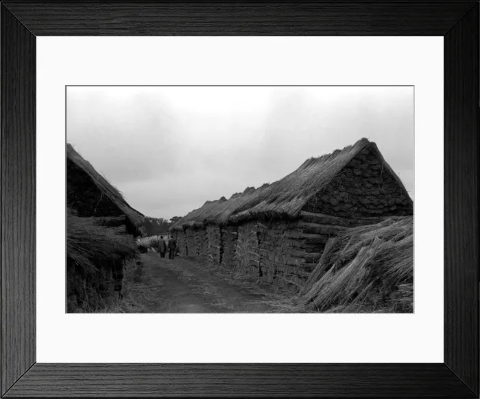Framed Print : Reed Cutter on the Norfolk broads. Our picture shows bundles of reeds left to dry out Framed Print : Reed Cutter on the Norfolk broads. Our picture shows bundles of reeds left to dry out