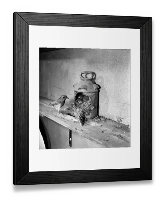 Framed Print : Robins nest in lantern. June 1952 C3036