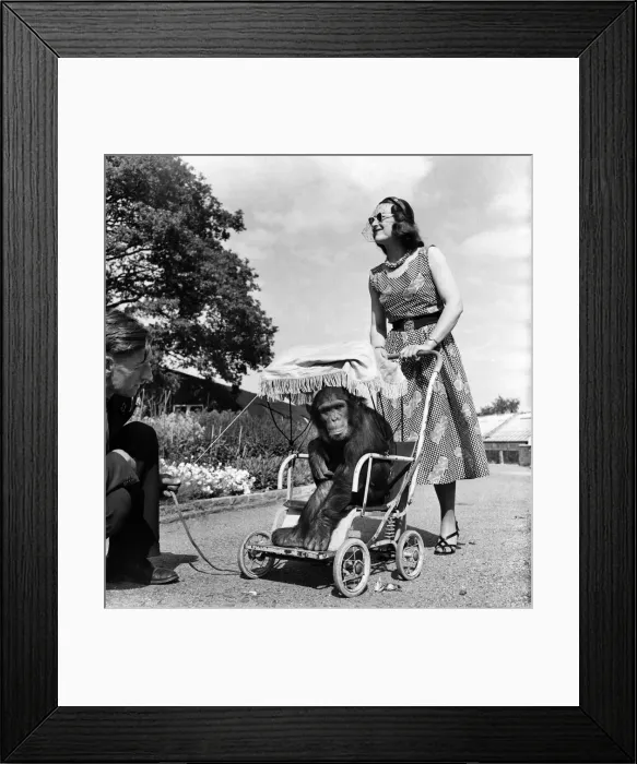 Framed Print : Chessington Zoo. Chimpanzee. Mrs Murphy'seen here touring the zoo in her pram