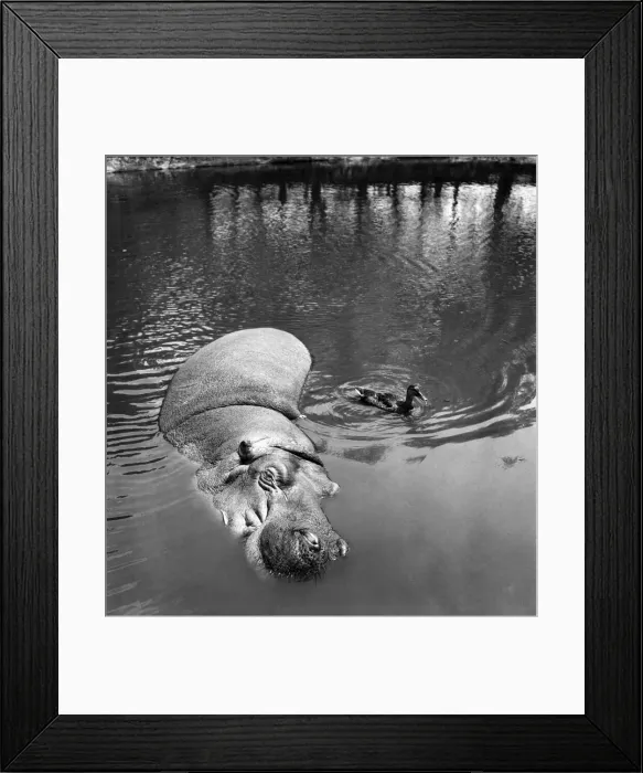 Framed Print : Hippo and Duck. July 1952 C3347