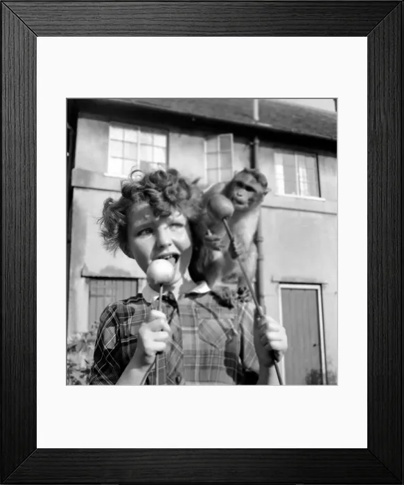 Framed Print : Animals: Monkeys: Chimps: Children: Judy the Chimp shares a toffee apple with a young