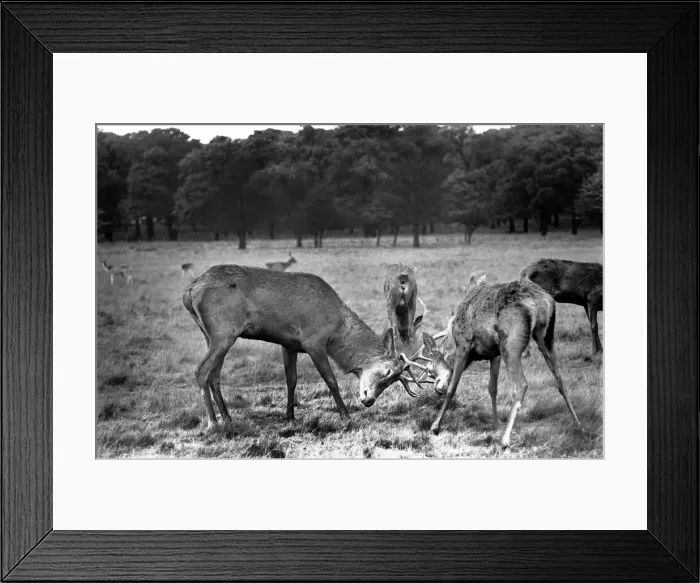Framed Print : Stags in Richmond Park seen here during the rut. October 1953 D6377 Framed Print : Stags in Richmond Park seen here during the rut. October 1953 D6377