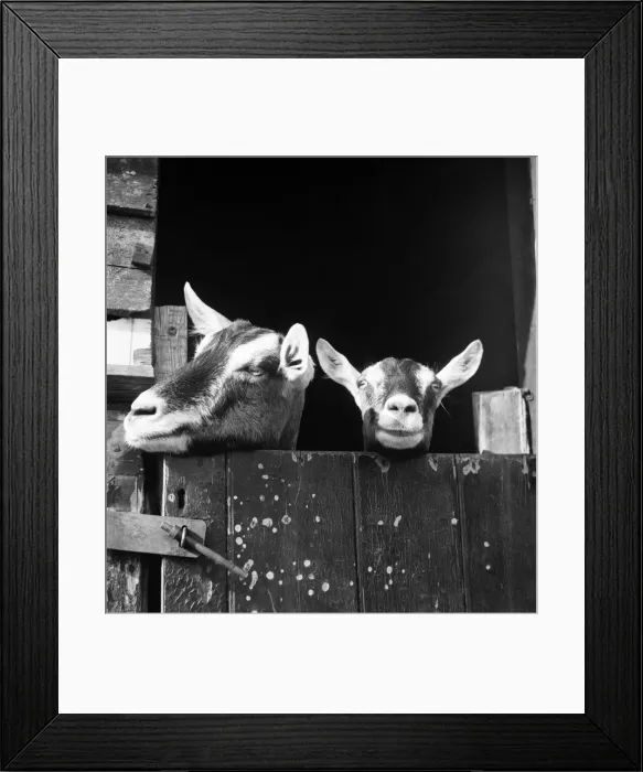 Framed Print : Goats look over their stable door at the home of Jonquil Antony. September 1953 D6216