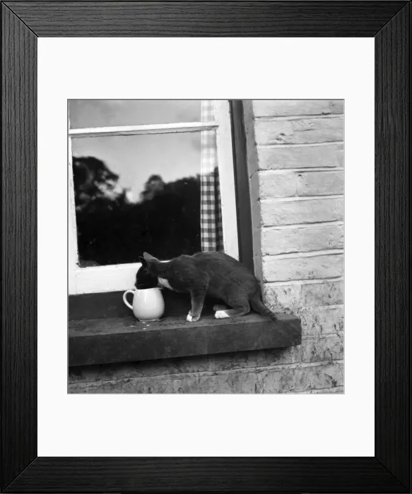 Framed Print : Cats at the home of Jonquil Antony. September 1953 D6216-002 Framed Print : Cats at the home of Jonquil Antony. September 1953 D6216-002