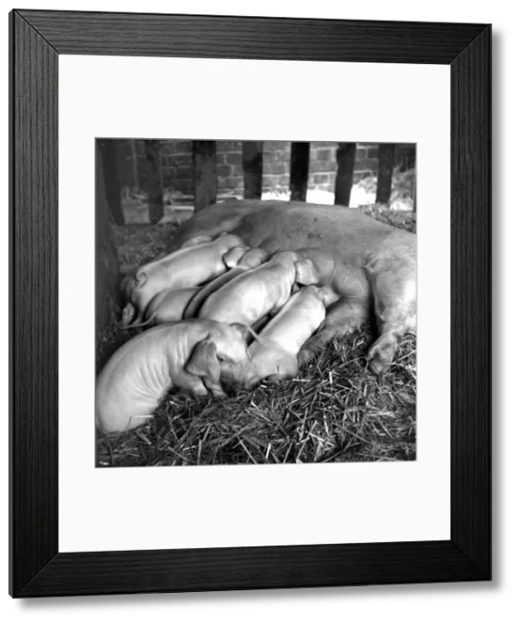 Framed Print : At their first weigh-in two weeks and 1 day old they weigh 14 pounds Framed Print : At their first weigh-in two weeks and 1 day old they weigh 14 pounds