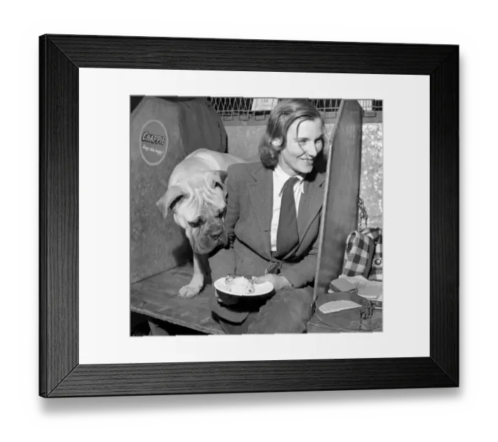 Framed Print : One hunger contestant eyes his masters lunch. The Kensington Championship Dog Show of Framed Print : One hunger contestant eyes his masters lunch. The Kensington Championship Dog Show of