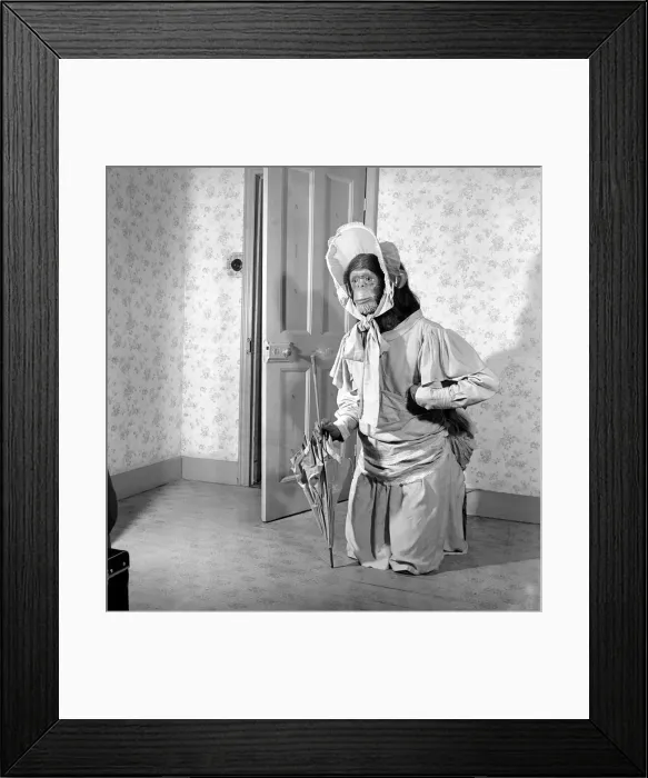 Framed Print : Man dresses up as Chimpanzee: October 1953 D6449-001 Framed Print : Man dresses up as Chimpanzee: October 1953 D6449-001