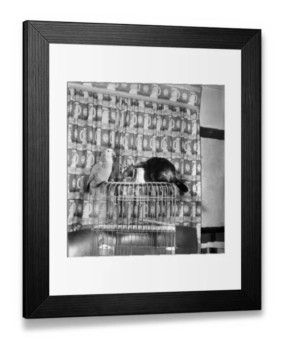 Framed Print : Animals Birds: Cats Friendship: Visitors to the Hodder Bridge Hotel, Hodder Lancs Framed Print : Animals Birds: Cats Friendship: Visitors to the Hodder Bridge Hotel, Hodder Lancs