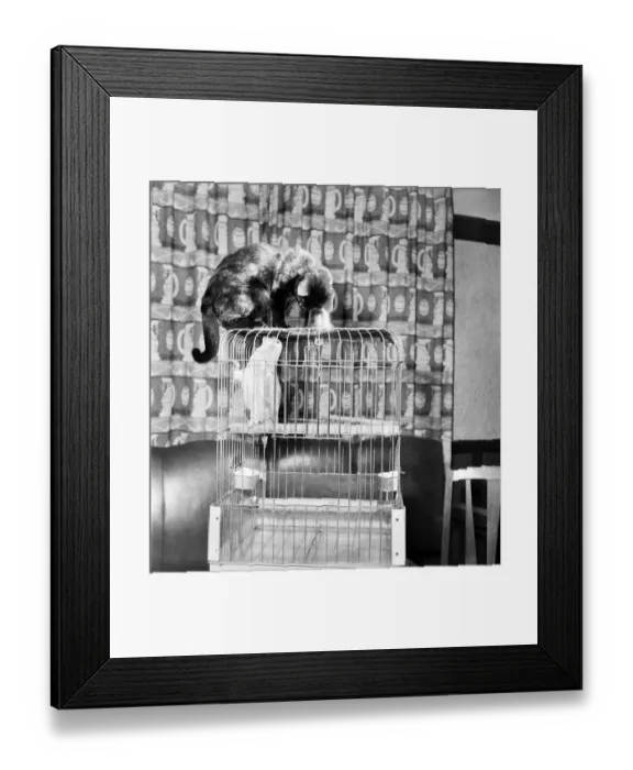 Framed Print : Animals Birds: Cats Friendship: Visitors to the Hodder Bridge Hotel, Hodder Lancs Framed Print : Animals Birds: Cats Friendship: Visitors to the Hodder Bridge Hotel, Hodder Lancs