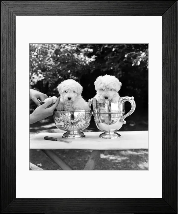 Framed Print : Animals: Dogs: Puppies: These two seven weeks old white miniature poodle pups resting in Framed Print : Animals: Dogs: Puppies: These two seven weeks old white miniature poodle pups resting in