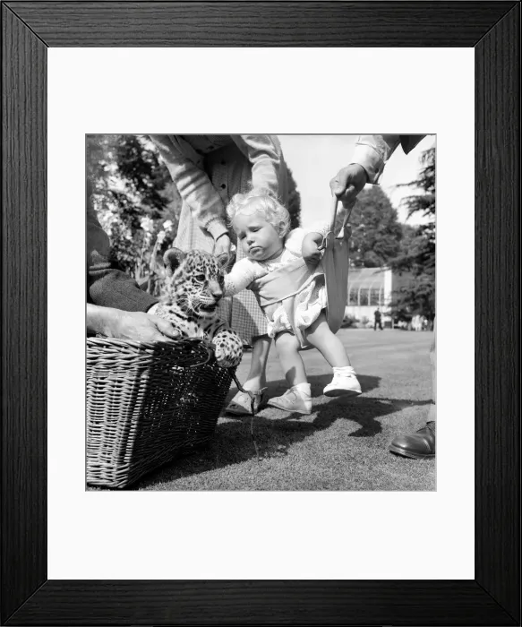 Framed Print : Animals Children Friendship. It was a case of a little Jaguar cub being introduced to a Framed Print : Animals Children Friendship. It was a case of a little Jaguar cub being introduced to a