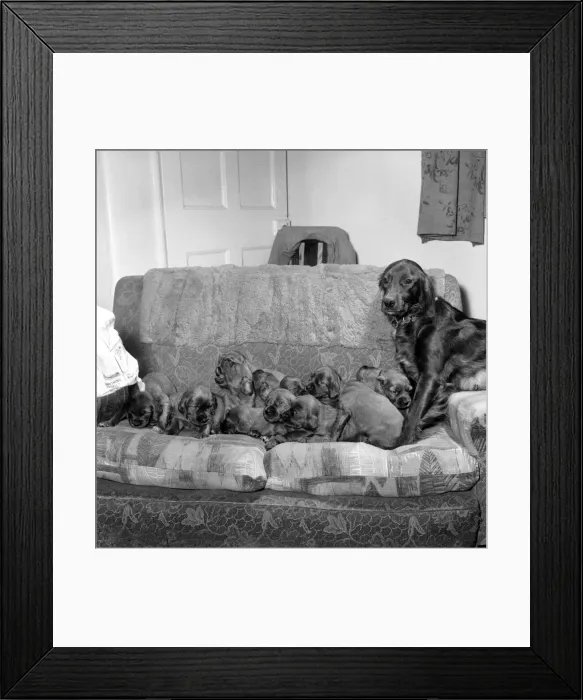 Framed Print : Myrtle'the Red Setter with her 14 pups. November 1969 Z11296