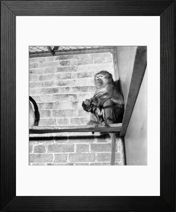 Framed Print : Its Sacred. The first pictures of the baby sacred baboon which is just two days old