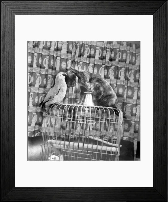 Framed Print : Animals Birds: Cats Friendship: Visitors to the Hodder Bridge Hotel, Hodder Lancs Framed Print : Animals Birds: Cats Friendship: Visitors to the Hodder Bridge Hotel, Hodder Lancs