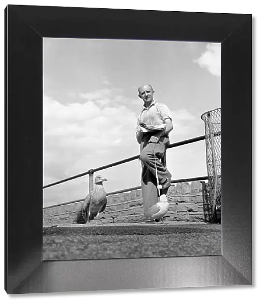 Man walking a seagull. August 1953 D5252-001