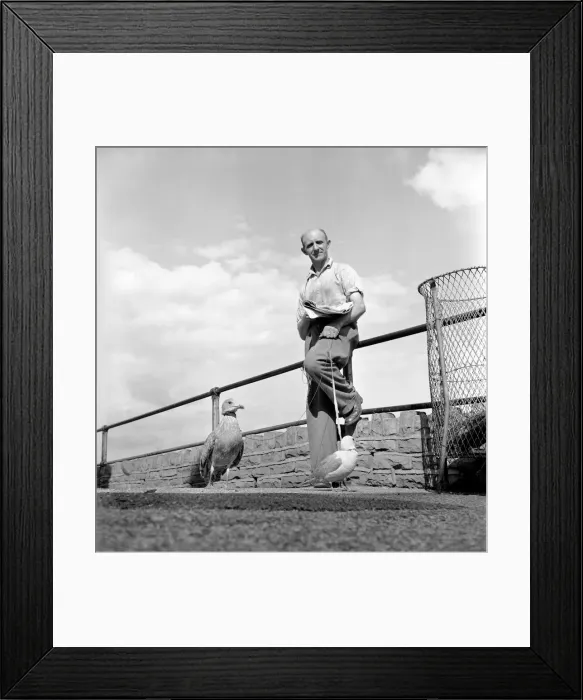 Framed Print : Man walking a seagull. August 1953 D5252-001 Framed Print : Man walking a seagull. August 1953 D5252-001