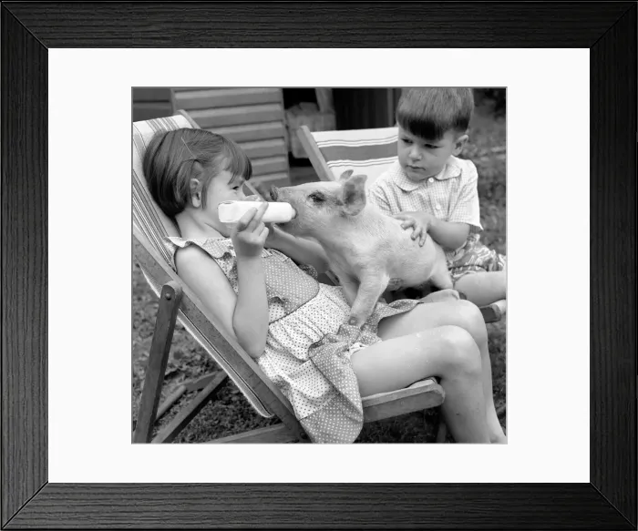 Framed Print : Susan and John Aldridge seen feeding a piglet. August 1953 D4085 Framed Print : Susan and John Aldridge seen feeding a piglet. August 1953 D4085