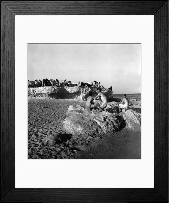 Framed Print : At the sea shore near the ruins of Salamis Cyprus the Shepherds drive their sheep into Framed Print : At the sea shore near the ruins of Salamis Cyprus the Shepherds drive their sheep into