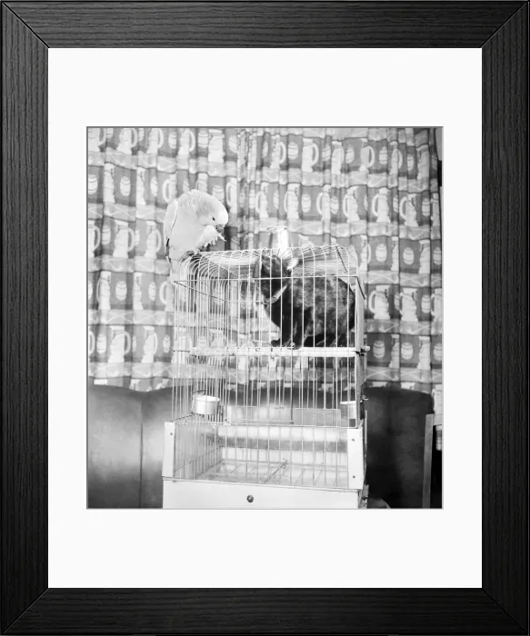 Framed Print : Animals Birds: Cats Friendship: Visitors to the Hodder Bridge Hotel, Hodder Lancs Framed Print : Animals Birds: Cats Friendship: Visitors to the Hodder Bridge Hotel, Hodder Lancs