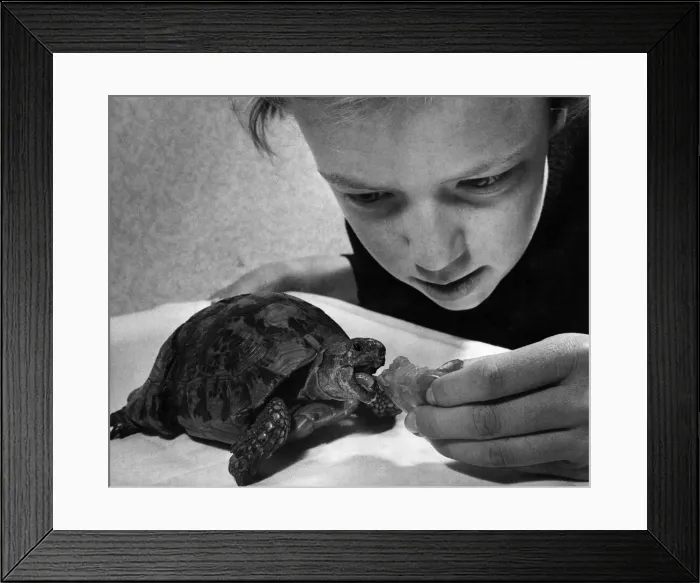 Framed Print : Judith Bailey feeding tortoise. Circa 1980 P011894 Framed Print : Judith Bailey feeding tortoise. Circa 1980 P011894