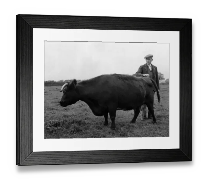 Framed Print : Collynie Eliza 21st, cow that never throws a bad calf. Cowie refused 800 guineas for her Framed Print : Collynie Eliza 21st, cow that never throws a bad calf. Cowie refused 800 guineas for her