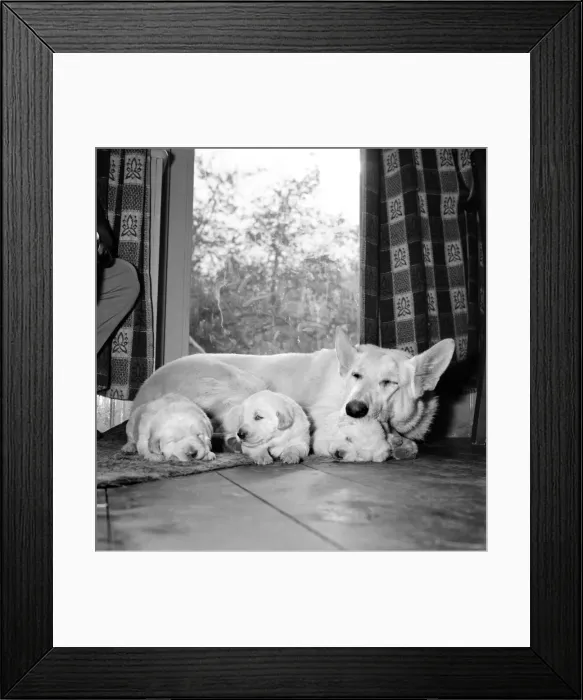 Framed Print : Sheba, the Alsatian with her three pups at her home in Fulmer