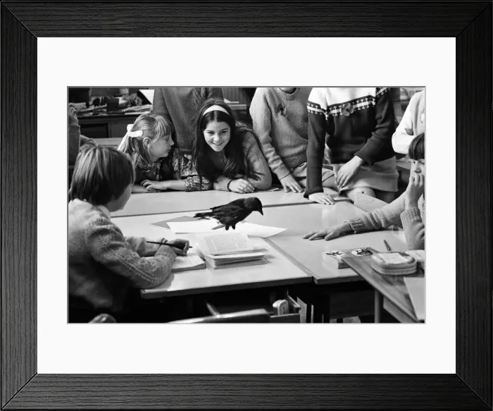 Framed Print : At Temple Primary school in Keynsham, Somerset, Jackie the jackdaw, a few months old