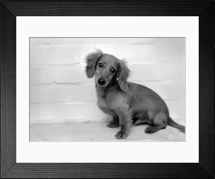 Framed Print : Danny the Dachshund. November 1969 Z10644-003