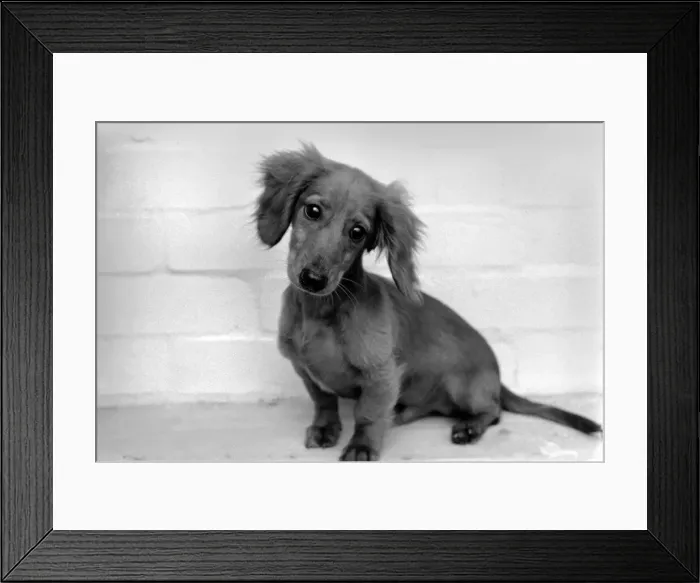 Framed Print : Danny the Dachshund. November 1969 Z10644 Framed Print : Danny the Dachshund. November 1969 Z10644
