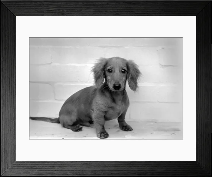 Framed Print : Danny the Dachshund. November 1969 Z10644-002