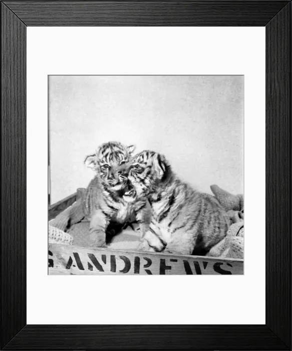 Framed Print : Two Royal Bengal Tiger cubs Tank and Siren at Colchester Zoo Framed Print : Two Royal Bengal Tiger cubs Tank and Siren at Colchester Zoo