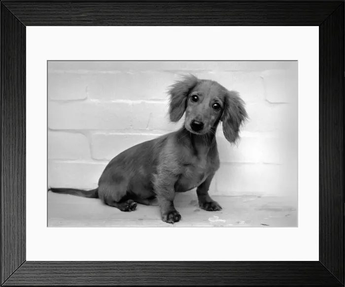 Framed Print : Danny the Dachshund. November 1969 Z10644-001 Framed Print : Danny the Dachshund. November 1969 Z10644-001