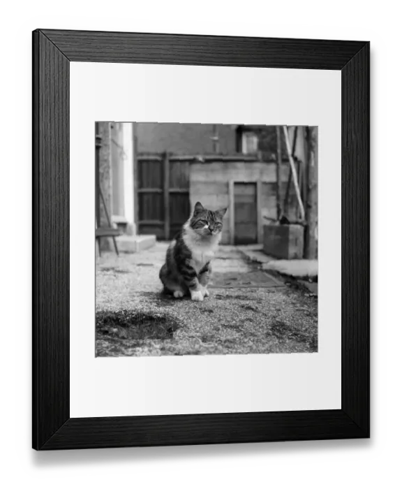 Framed Print : A tortoise shell tom cat. November 1969 Z10598 Framed Print : A tortoise shell tom cat. November 1969 Z10598