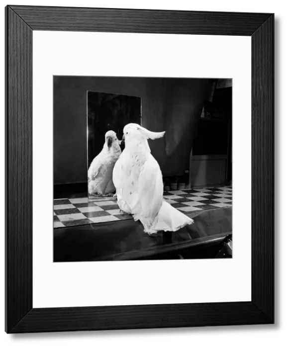 Framed Print : Parrot and the mirror. Feburary 1953 D795-001 Framed Print : Parrot and the mirror. Feburary 1953 D795-001