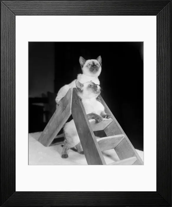 Framed Print : Siamese kittens playing on a small pair of step ladders Framed Print : Siamese kittens playing on a small pair of step ladders