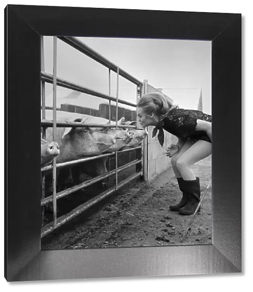 Woman with pig at her relatives farm. October 1969 Z10481-006