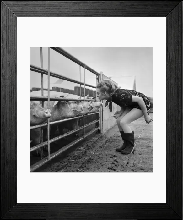 Framed Print : Woman with pig at her relatives farm. October 1969 Z10481-006 Framed Print : Woman with pig at her relatives farm. October 1969 Z10481-006