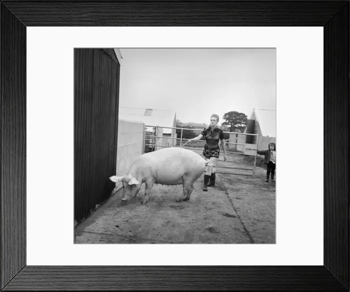 Framed Print : Woman with pig at her relatives farm. October 1969 Z10481-003 Framed Print : Woman with pig at her relatives farm. October 1969 Z10481-003