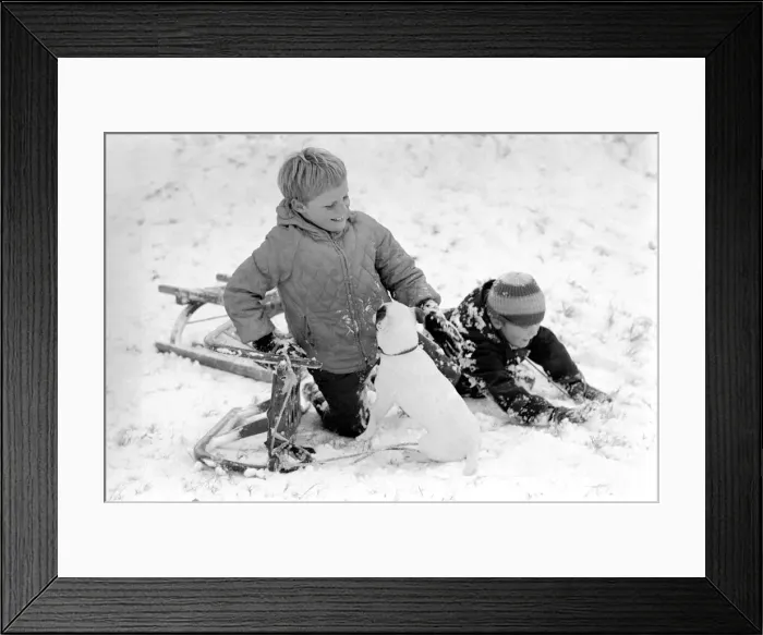 Framed Print : Weather snow scenes at Hampstead Heath. Winter: A spill at the bottom of the toboggan run Framed Print : Weather snow scenes at Hampstead Heath. Winter: A spill at the bottom of the toboggan run