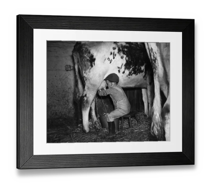 Framed Print : David Knowles, aged 4, youngest farmer on the Greenland Farm in Oulton, near Leeds Framed Print : David Knowles, aged 4, youngest farmer on the Greenland Farm in Oulton, near Leeds