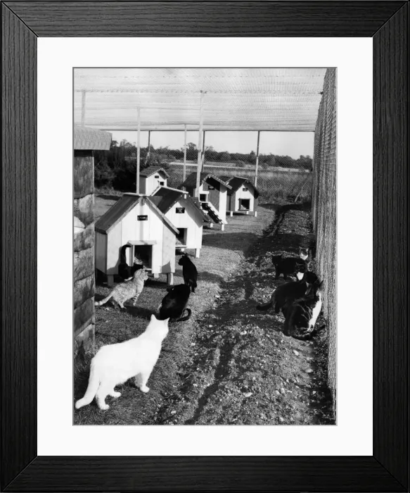 Framed Print : It is the very latest in homes for lost, unwanted and cruelly treated moggies who now lap Framed Print : It is the very latest in homes for lost, unwanted and cruelly treated moggies who now lap