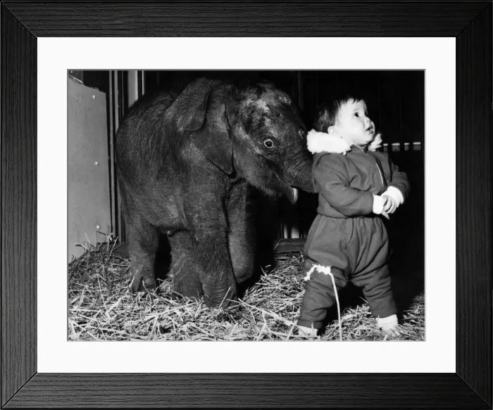Framed Print : Little Lisa Roland is hoping this baby elephant will not forget she only a toddler, too Framed Print : Little Lisa Roland is hoping this baby elephant will not forget she only a toddler, too