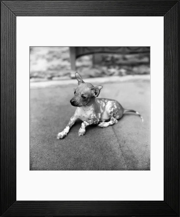 Framed Print : Animals Dogs Unusual: Mr. WU'is six weeks old and is a very rare breed Framed Print : Animals Dogs Unusual: Mr. WU'is six weeks old and is a very rare breed