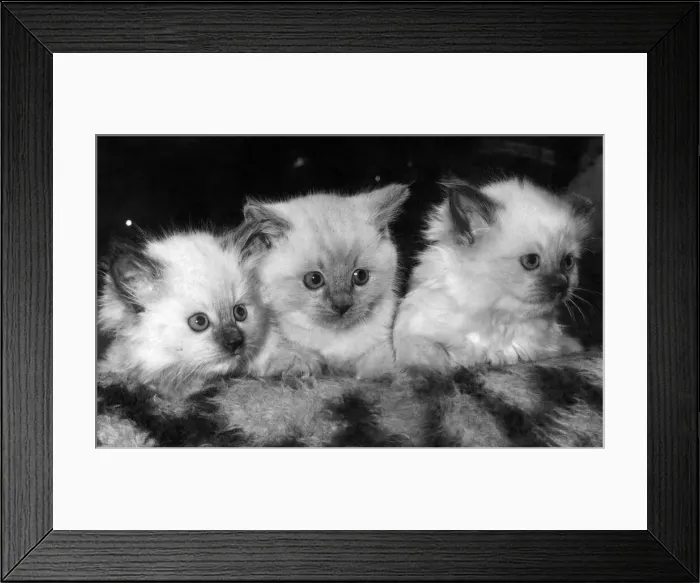 Framed Print : The three tiny kittens whose birth has made history in the cat world