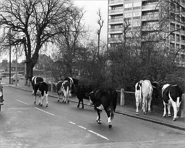 Cows walking down the street outisde Wanstead flatsin East London