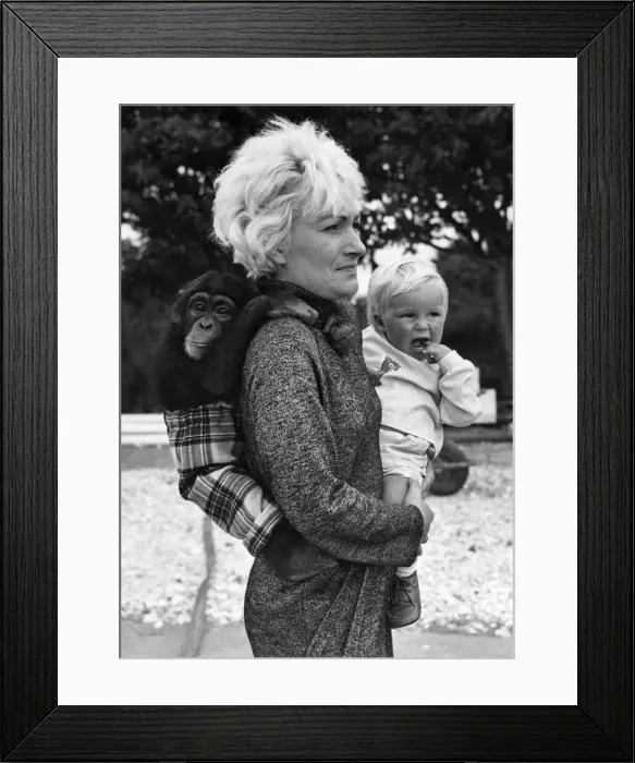 Framed Print : Olga Dennver with baby Carl and chimp Fibber on her back. September 1969 P011904 Framed Print : Olga Dennver with baby Carl and chimp Fibber on her back. September 1969 P011904