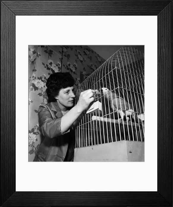 Framed Print : Sid - the African grey parrot. December 1969 Z11857-002 Framed Print : Sid - the African grey parrot. December 1969 Z11857-002