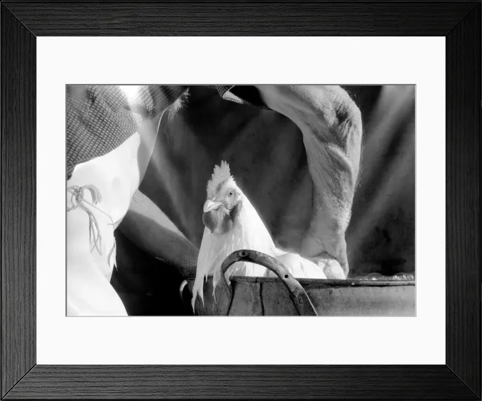 Framed Print : Captain Ellis Duckworth is 77 years old - he won his first poultry show prize in 1897 Framed Print : Captain Ellis Duckworth is 77 years old - he won his first poultry show prize in 1897
